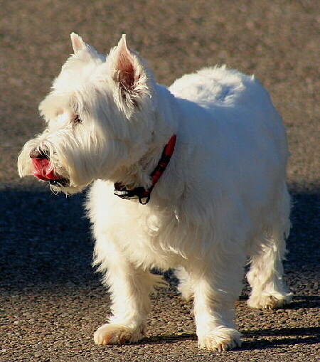 West Highland White Terrier